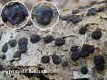 Hypoxylon fuscum-amf996